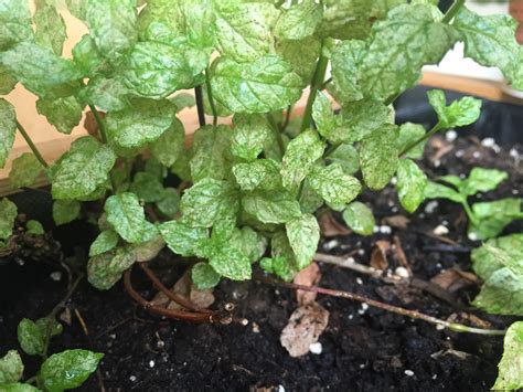 Mint | Mint with white spots on leaves