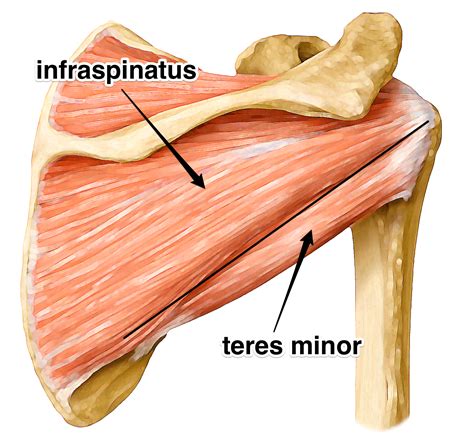 Shoulder ПЛЕЧИ Infraspinatus And Teres Minor Rotator Cuff Muscles