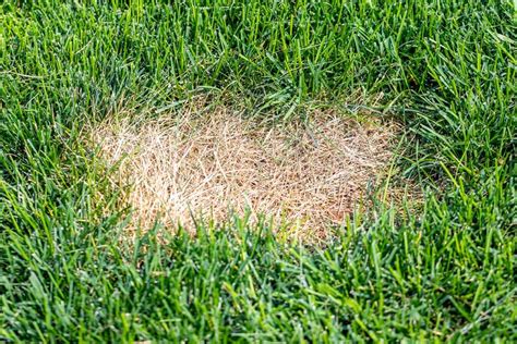 Why Is My Grass Dying Under My Trees Chad Barksdale Blog