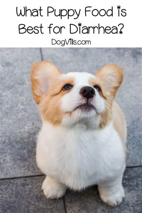 Among the meats, pork is one of the best human foods for dogs because it's rich in thiamine, selenium, zinc, and b vitamins. What Puppy Food is Best for Diarrhea? - DogVills