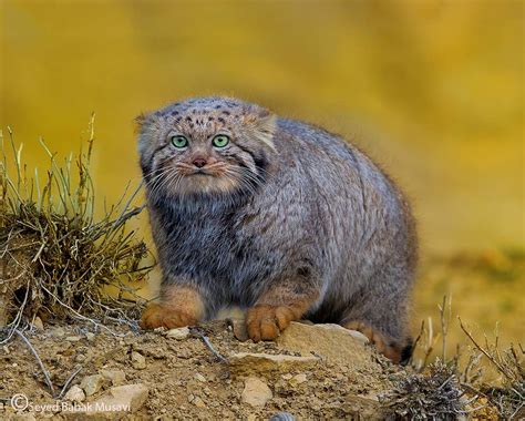 🔥 Absolute Chonk Of A Pallas Cat Found In Iran Chonkers