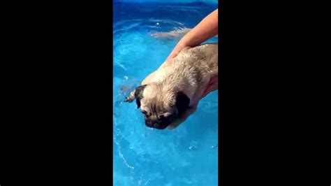 Boris The Pug Puppy Swimming In The Pool Youtube