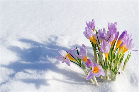 Purple Crocuses Growing Through The Snow In Early Spring Stock Photo
