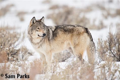 Creative Strategy Reins In Wolf Snaring In Montana Wildearth Guardians