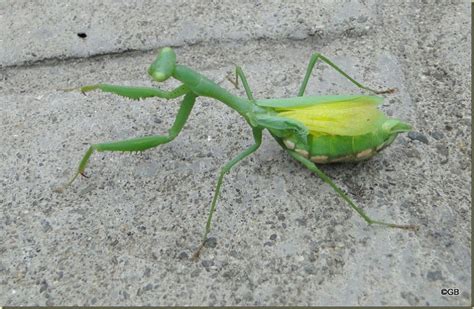 A Hebridean In New Zealand Very Pregnant Praying Mantis
