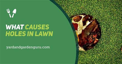 What Causes Holes In Lawn Expert Advice