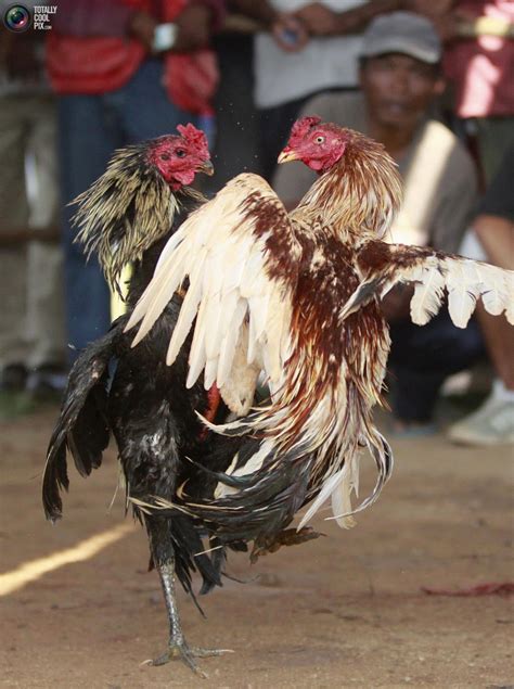 Jump to navigation jump to search. Fundelia: Roosters fights in Madagascar's capital neighborhood