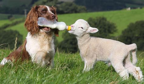 Animal welfare in Judaism and Islam | Judaism and Islam – comparing the