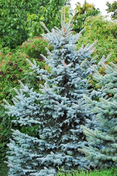 Blue Fir Tree Stock Image Image Of Natural Picea Pine 158850029
