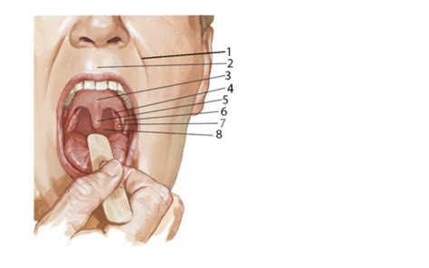 Oral Cavity Flashcards Quizlet