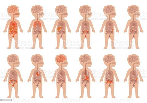 Human Organs Child Anatomy Stock Vector Art 491310550 Istock