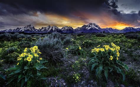 Sunset Mountains Field Flowers 2560 X 1600