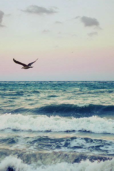 Photography Bird Flying Over Ocean Waves With A Dusky Sky Birds
