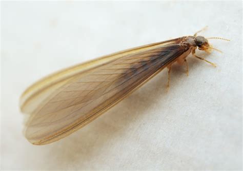 Brown Flying Bugs In House