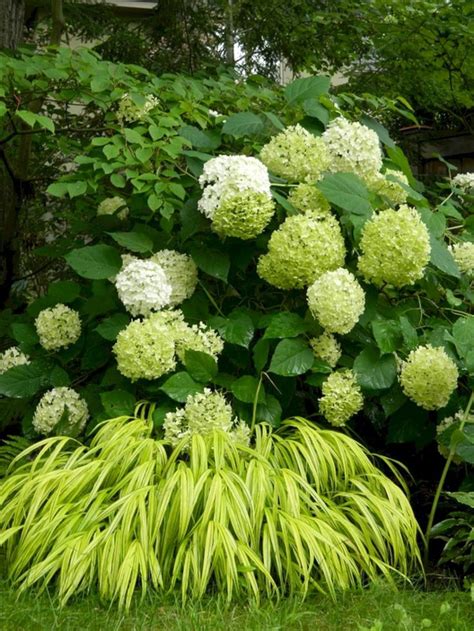 50 Most Beautiful Hydrangeas Landscaping Ideas To Inspire You 034