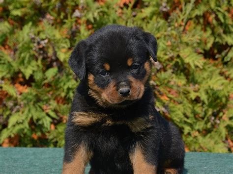 We have top quality german rottweilers and can shipp to us nation wide. Rottweiler Puppies For Sale | California Street, CA #287769