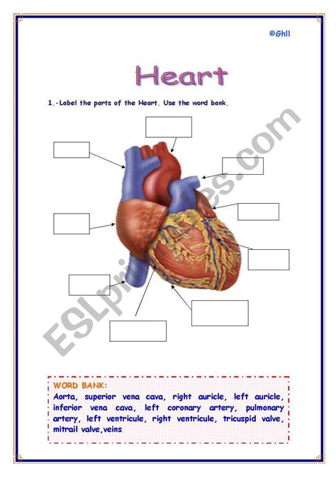 Parts Of The Heart Esl Worksheet By Refuerzo