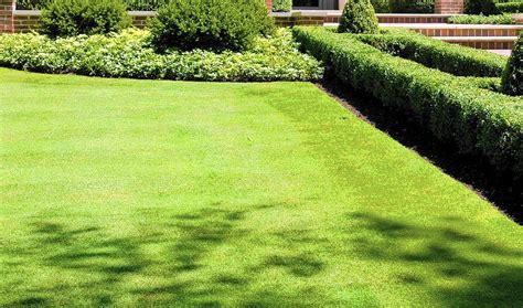 Bentgrass Will Take Over Unless You Act Here S What To Do Weeds In Lawn Lawn Care Chicago