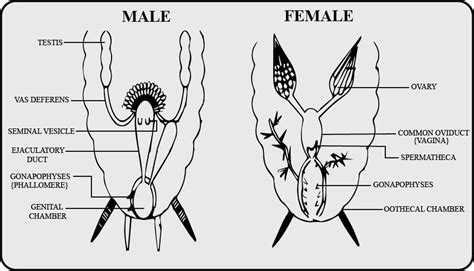 What Is True About Gonapophysis Of A Cockroach A Three In Each Sex B Six In Each Sex C Three In