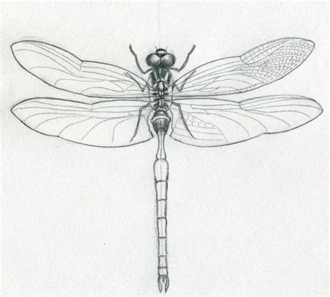 Dragonfly Drawings One Of The Simplest Insect To Draw Dragonfly