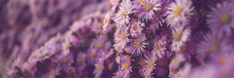 Purple Chrysanthemum Flowers Bush Closeup Natural Floral Background