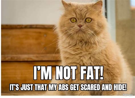 Top Funniest Fat Cat Memes On The Internet Petpress