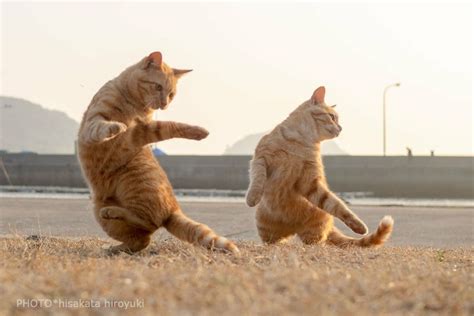 Pin By Sara Gillard On Animals Dancing Dancing Cat Cat Memes Cats