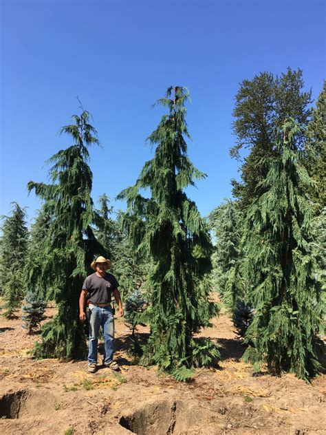 Weeping Blue Atlas Cedar