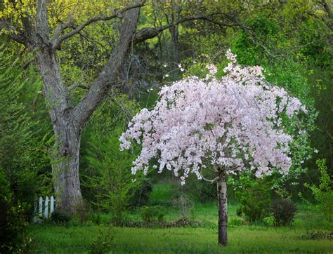 Identifying the best flowering trees that produce beautiful white blooms. prunus-white-weeping-cherry | Trees for front yard ...
