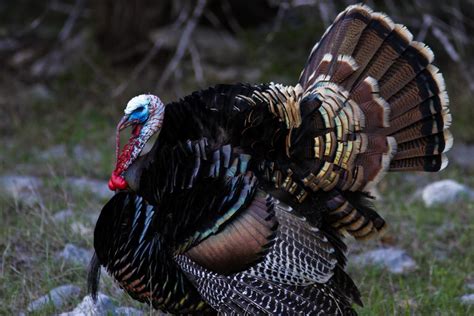 Strutting Rio The Wild Turkey Spring Mating Season Continu Flickr