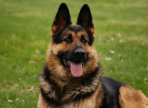 Pastor Alemán Adulto Mundo Perro