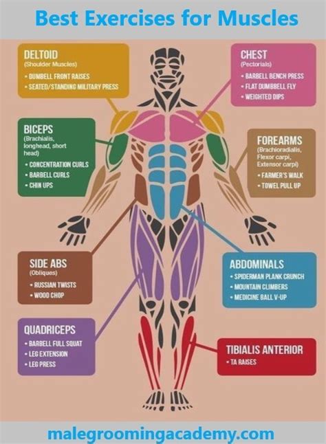 Muscles found in the superficial group include rhomboid major, rhomboid minor, levator scapulae, trapezius, latissimus dorsi. What are some good body weight exercises to strengthen my ...