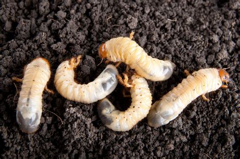 How To Get Rid Of Grubs Naturally Install It Direct Grub Worms