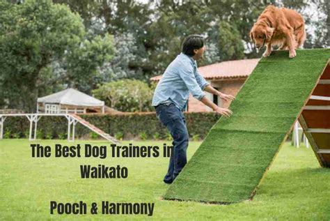 Popular Dog Trainers In Waikato Pooch And Harmony