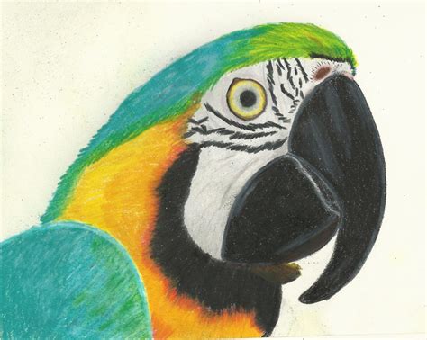 Parrot Drawing With Colour At Explore Collection