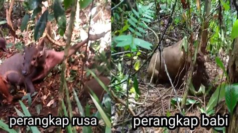 Perangkap Dapat Babi Hutan Besar Dan Rusa Langka YouTube