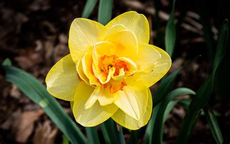 Download Wallpaper 3840x2400 Daffodil Flower Yellow Spring Bloom 4k
