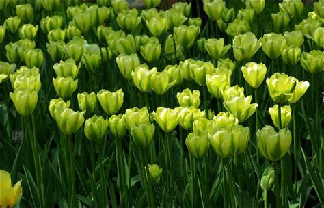 Green Tulips Keukenhof Garden Flowers Perennials Clematis Flower