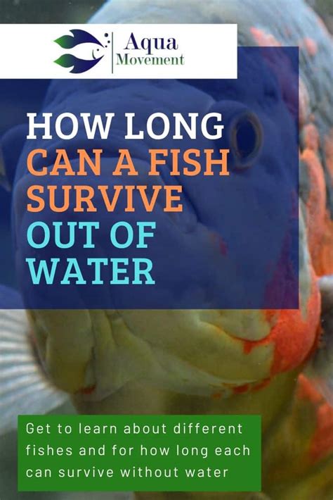 How Long Can A Fish Survive Out Of Water Aqua Movement
