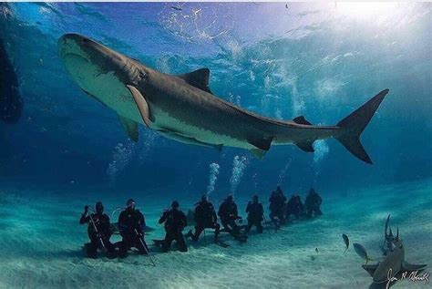 A Large Female Tiger Shark Circles A Group Of Divers At A Popular Dive