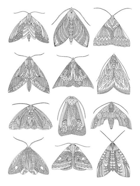 Moths On Behance Moth Tattoo Nature Tattoos Moth Drawing