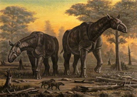 The Puzzles And Pitfalls Of Reconstructing Paraceratherium The Largest