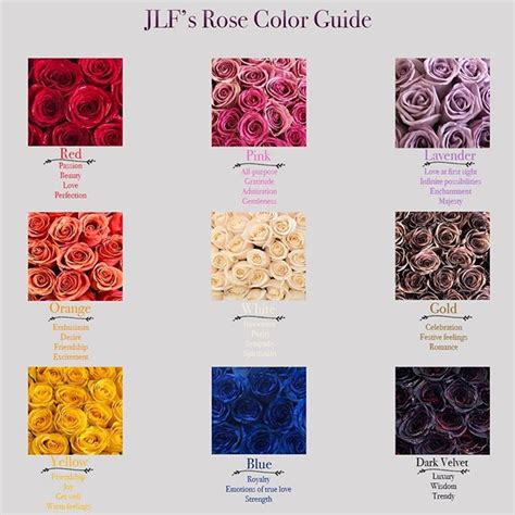 Curious About Rose Color Meanings Each Shade Of Rose Has Its Unique Significance Here Is Our