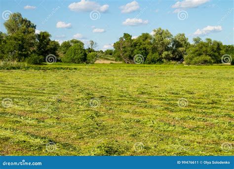 Freshly Mowed Meadow With Rows Of Hay Stock Image Image Of Landscape