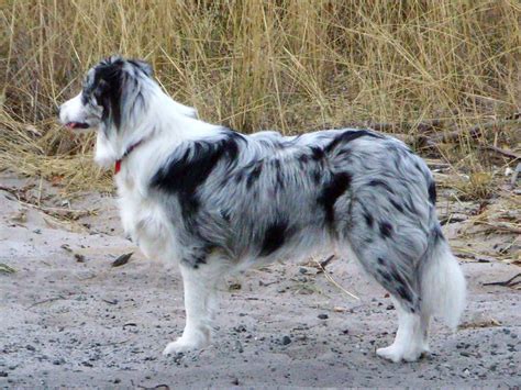 Border Collie Dog Breed Information Pictures And More