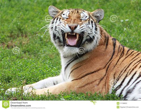 Siberian Tiger Making Funny Face Stock Photography Image