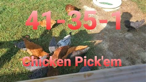 Nfl Week 6 Chicken Pickem Youtube