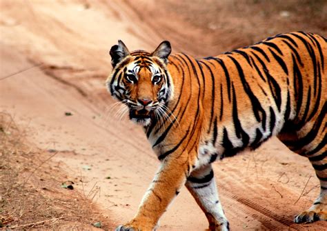 Tiger Safari Of India Satpura Panna And Bandhavgarh Trip Report