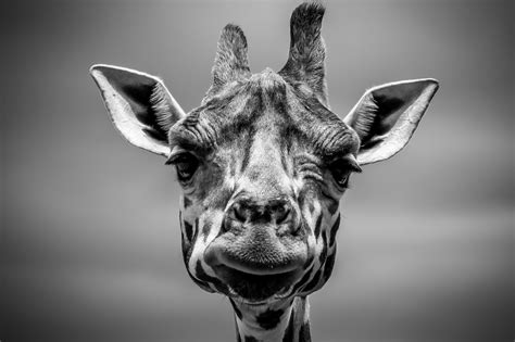 Free Images Animal Giraffe Head And Black White 2999x1999