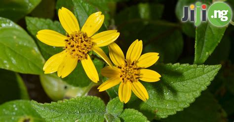 We did not find results for: Weeds And Their Botanical Names In Nigeria | Jiji Blog